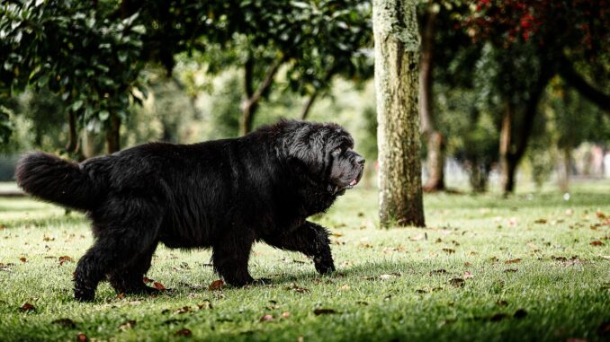 newfoundland-dog-6809308_1280-1-1.jpg