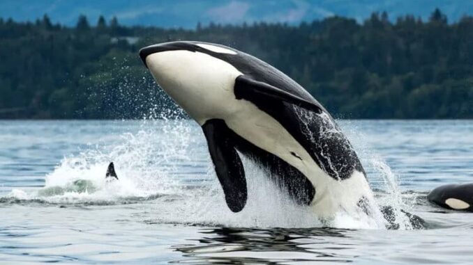 orca-6.jpg