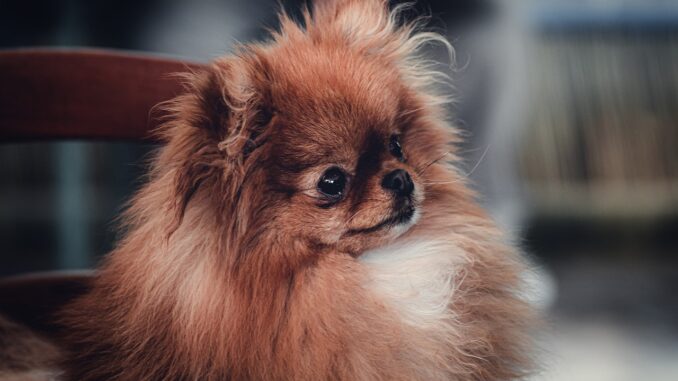 pekingese-6365793_1280-1.jpg
