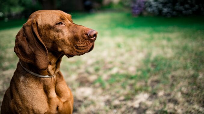pexels-chepte-cormani-2650631-3-scaled.jpg