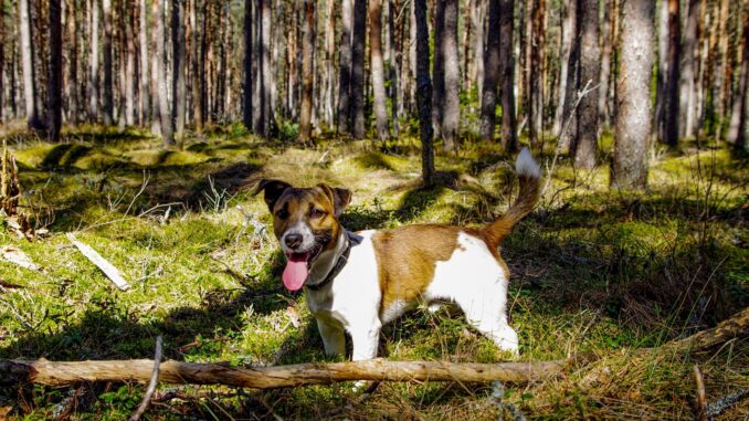 pexels-pille-kirsi-1009405-scaled.jpg
