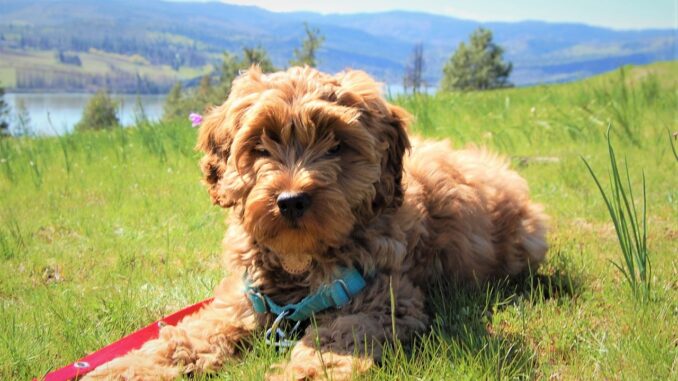 puppy-2330324_1280-2.jpg