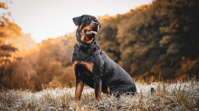 rottweiler-g26efdea46_1280.jpg