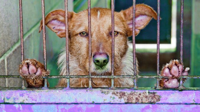 sad-dog-purple-cage.jpg