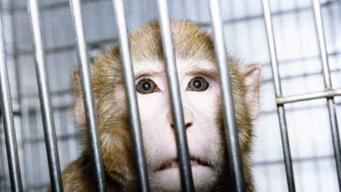 sad_monkey_4.jpg