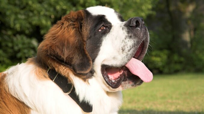 saint-bernard-1040957_1280.jpg