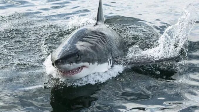 shark-attack.jpg