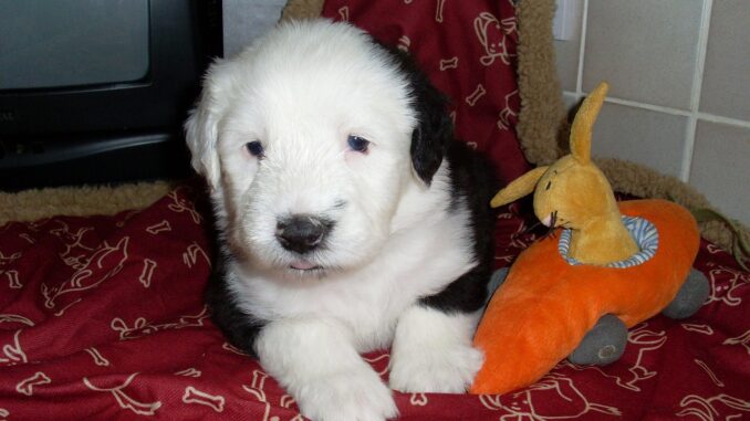 sheepdog-70334_1280-2-1.jpg