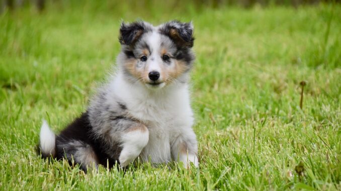 shetland-sheepdog-6287458_1280.jpg