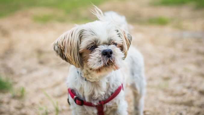 shih-tzu-8202096_1280-3.jpg