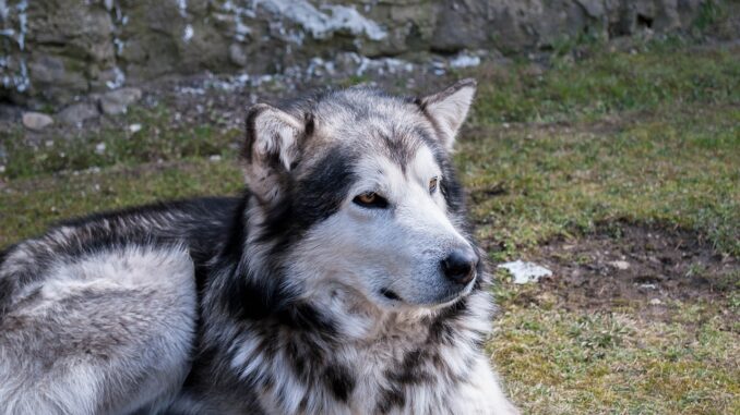 the-dog-1434343_1280-1.jpg