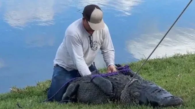 1_US-ALLIGATOR-ENVIRONMENT.webp