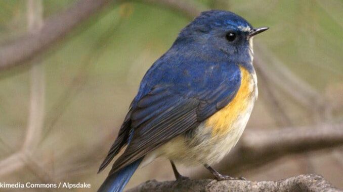 Red-Flanked-Bluetail-1.jpg
