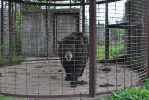 bear-animal-haven-zoo-300x202.jpg