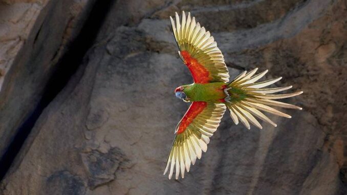 bol5695_ara-rubrogenys-nef_dxo_deepprimexd.jpg