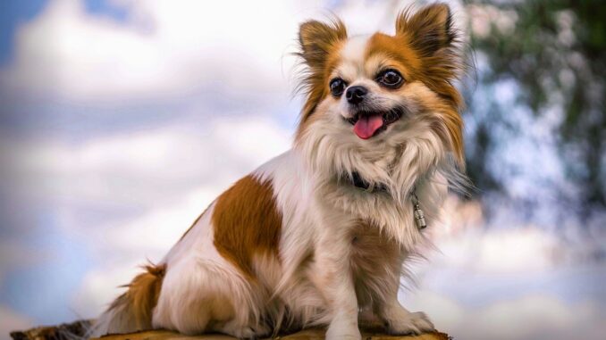 chiwawa-3004463_1280.jpg