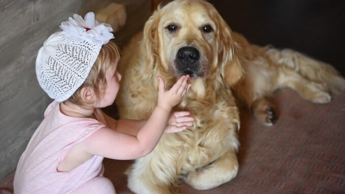 dog-2645627_1280.jpg