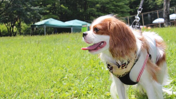 dog-3657573_1280.jpg