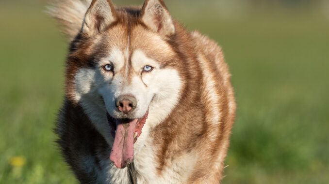 dog-5050954_1280.jpg