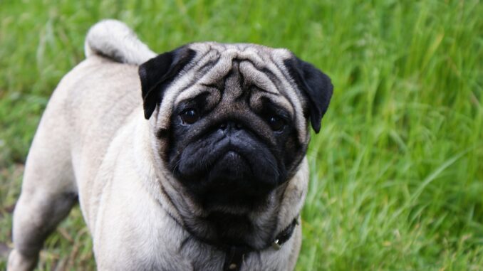 dog-5467787_1280.jpg