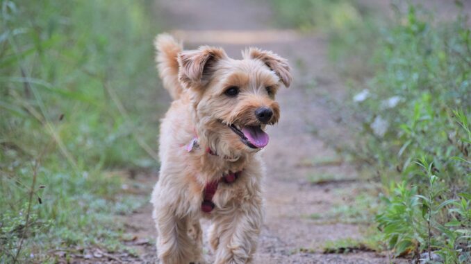 dog-5521309_1280-1.jpg