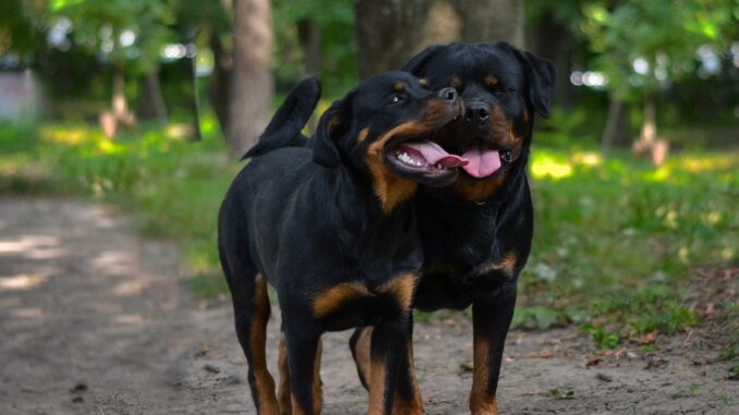 dog-6609483_1280-1.jpg