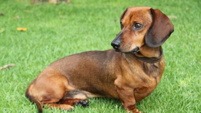 dog-7761151_1280.jpg
