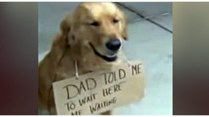 dog-outside-story-fin.jpg