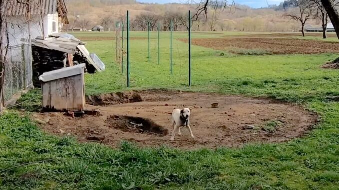 dog-rescued-from-chain-story-fin.jpg