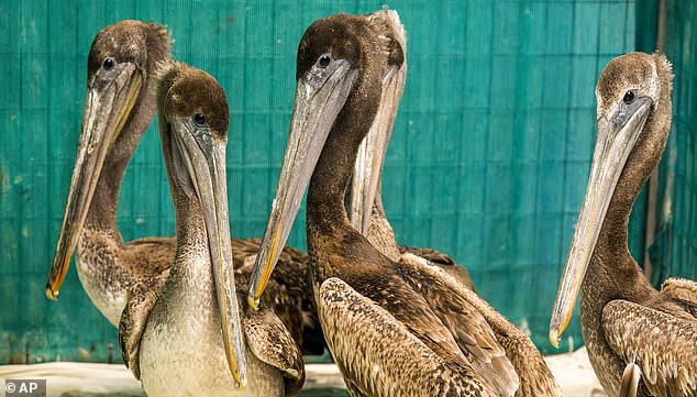84461795-13383307-Pictured_Brown_pelicans_that_were_starving_recuperate_at_the_Wil-a-17_1714855380128.jpg
