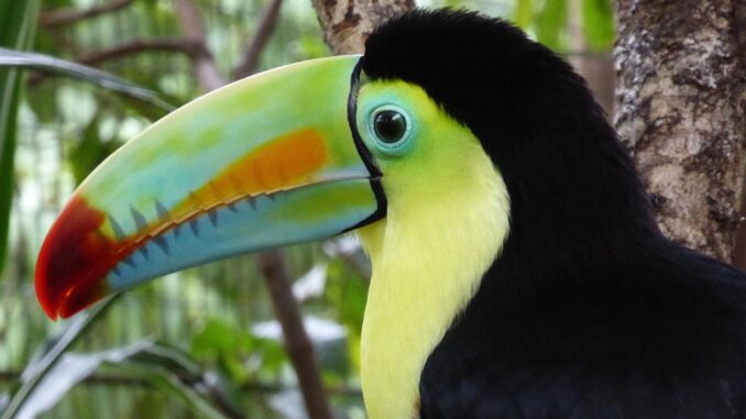 costa-rica-birds.jpg