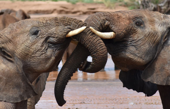 image_13007-Loxodonta-africana.jpg