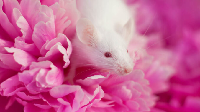 mouse-pink-flower.jpg